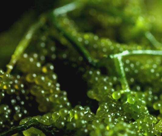 Lato/Sea Grapes dehydrated 6packs per box