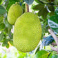 sweetend Langka/Jackfruit 340g