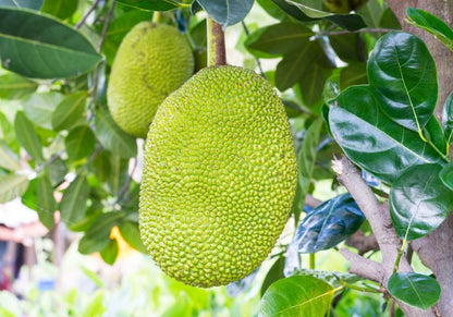 sweetend Langka/Jackfruit 340g